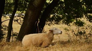 Εστία ευλογιάς αιγοπροβάτων στη Βαλανιδοράχη Πρέβεζας