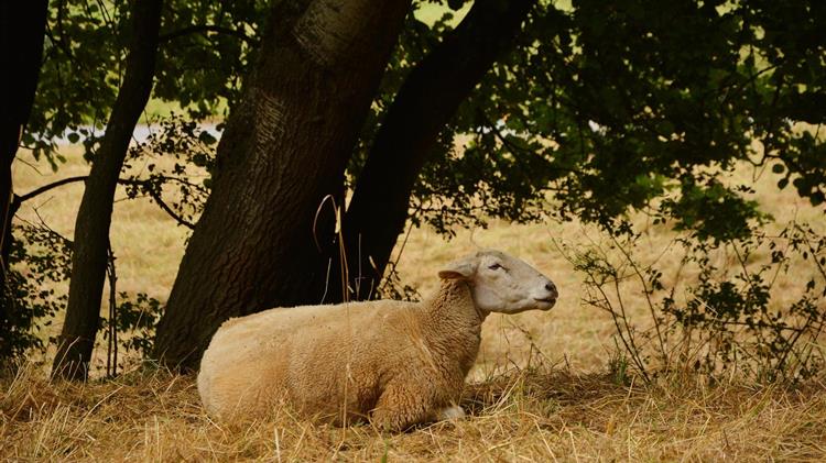 Εστία ευλογιάς αιγοπροβάτων στη Βαλανιδοράχη Πρέβεζας