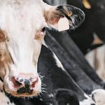 Άμεσα μέτρα στήριξης των κτηνοτρόφων λόγω αφθώδους πυρετού ζητά το ΚΚΕ • Έλληνας Αγρότης