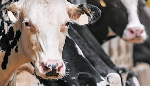 Άμεσα μέτρα στήριξης των κτηνοτρόφων λόγω αφθώδους πυρετού ζητά το ΚΚΕ • Έλληνας Αγρότης