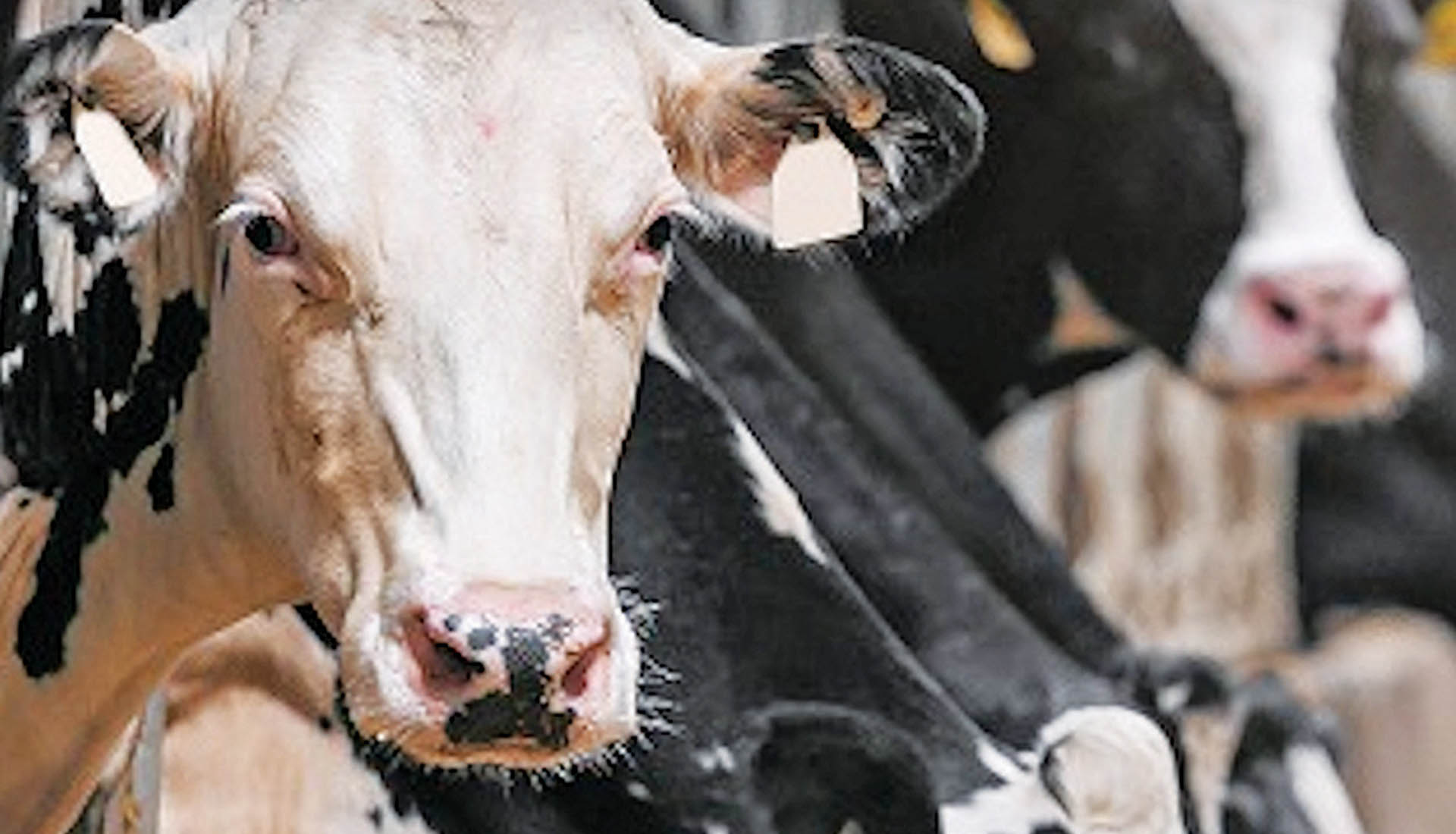 Άμεσα μέτρα στήριξης των κτηνοτρόφων λόγω αφθώδους πυρετού ζητά το ΚΚΕ • Έλληνας Αγρότης