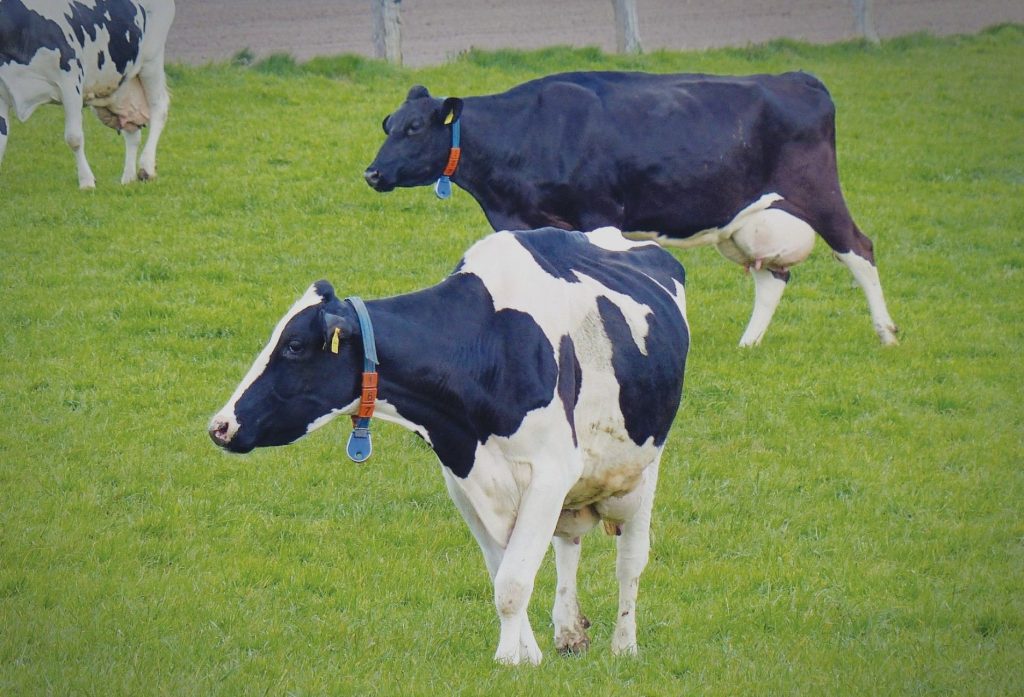 ΠΟΓΕΔΥ και ΣΕΚ κατά κυβέρνησης για τον αφθώδη πυρετό: «Η ελληνική κτηνοτροφία είναι ανοχύρωτη» • Έλληνας Αγρότης