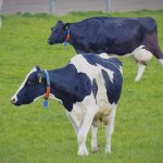 ΠΟΓΕΔΥ και ΣΕΚ κατά κυβέρνησης για τον αφθώδη πυρετό: «Η ελληνική κτηνοτροφία είναι ανοχύρωτη» • Έλληνας Αγρότης