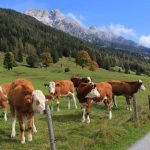 Η κλιματική αλλαγή απειλεί έως και το 50% των παγκόσμιων λιβαδιών έως το 2100