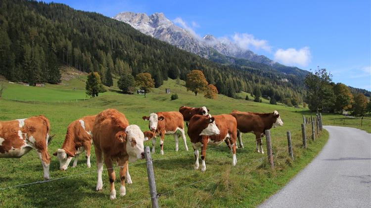 Η κλιματική αλλαγή απειλεί έως και το 50% των παγκόσμιων λιβαδιών έως το 2100