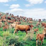 o-dimarchos-dyt-lesvou-zita-synantisi-me-ton-prothypourgo-gia-tin-enischysi-ton-ktinotrofon-288721