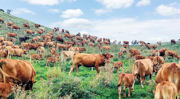 o-dimarchos-dyt-lesvou-zita-synantisi-me-ton-prothypourgo-gia-tin-enischysi-ton-ktinotrofon-288721