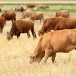 Επιβεβαιωμένο κρούσμα αφθώδους πυρετού σε βοοειδή στη Λέσβο