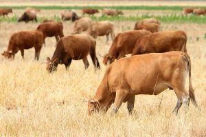 Επιβεβαιωμένο κρούσμα αφθώδους πυρετού σε βοοειδή στη Λέσβο