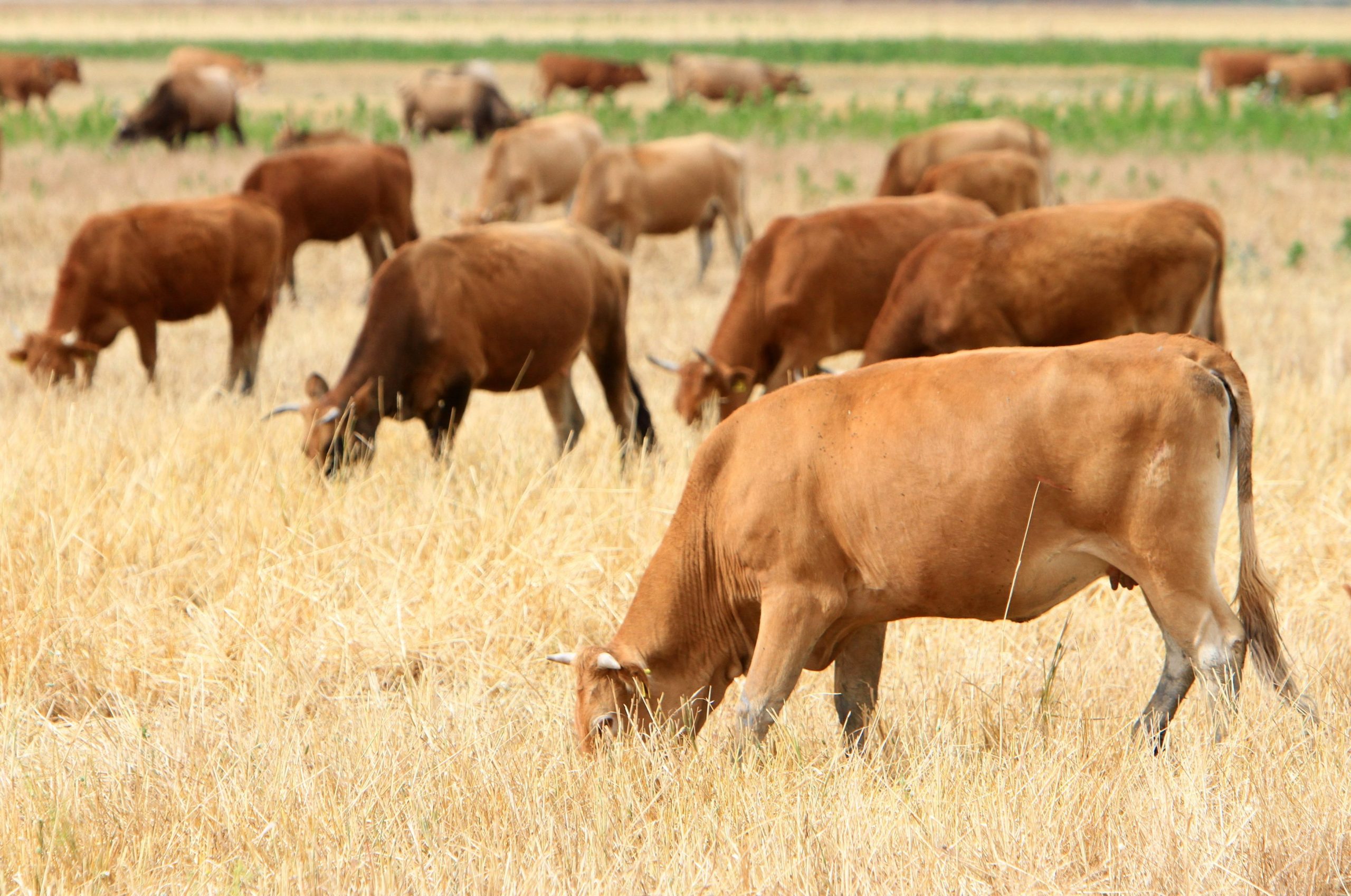 Επιβεβαιωμένο κρούσμα αφθώδους πυρετού σε βοοειδή στη Λέσβο