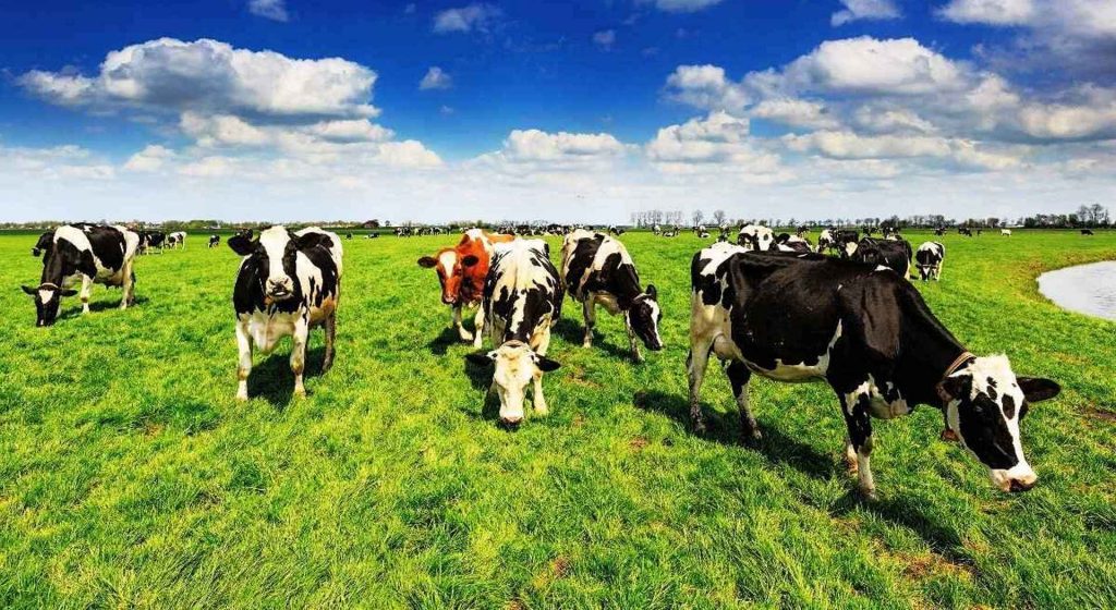 Συμβούλιο και ευρωβουλευτές συμφώνησαν προσωρινά σε προστασία για ονομασίες κρέατος • Έλληνας Αγρότης