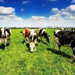 Συμβούλιο και ευρωβουλευτές συμφώνησαν προσωρινά σε προστασία για ονομασίες κρέατος • Έλληνας Αγρότης