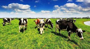 Συμβούλιο και ευρωβουλευτές συμφώνησαν προσωρινά σε προστασία για ονομασίες κρέατος • Έλληνας Αγρότης