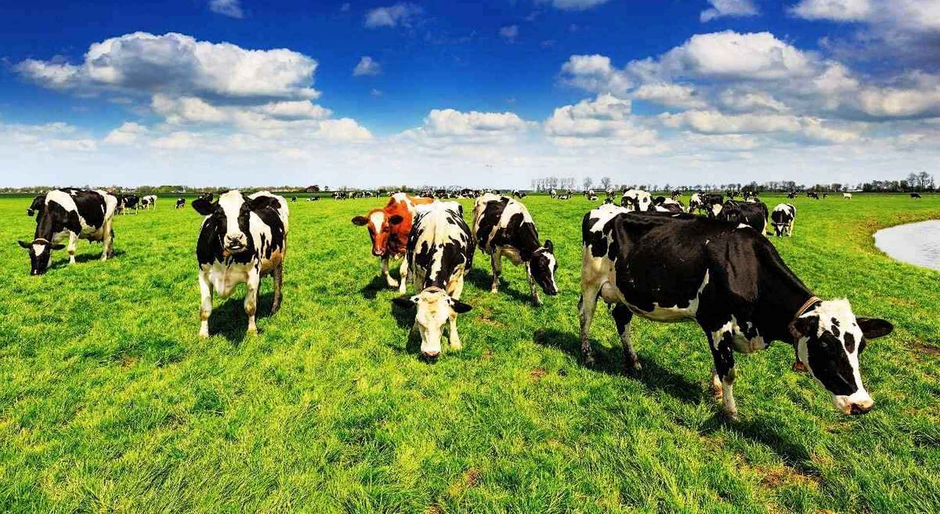 Συμβούλιο και ευρωβουλευτές συμφώνησαν προσωρινά σε προστασία για ονομασίες κρέατος • Έλληνας Αγρότης