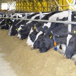 Αφθώδης πυρετός: Πώς χωρίζεται η Λέσβος σε ζώνες και τι ισχύει με γαλακτοκομικά και ζωικά προϊόντα • Έλληνας Αγρότης