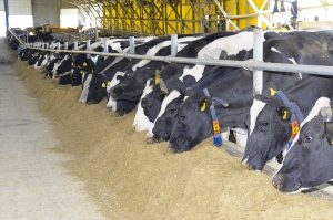 Αφθώδης πυρετός: Πώς χωρίζεται η Λέσβος σε ζώνες και τι ισχύει με γαλακτοκομικά και ζωικά προϊόντα • Έλληνας Αγρότης