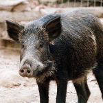 Ισπανία: Στα 216 τα κρούσματα αφρικανικής πανώλης των χοίρων σε αγριόχοιρους