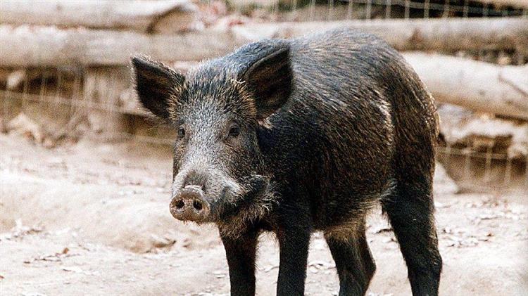 Ισπανία: Στα 216 τα κρούσματα αφρικανικής πανώλης των χοίρων σε αγριόχοιρους