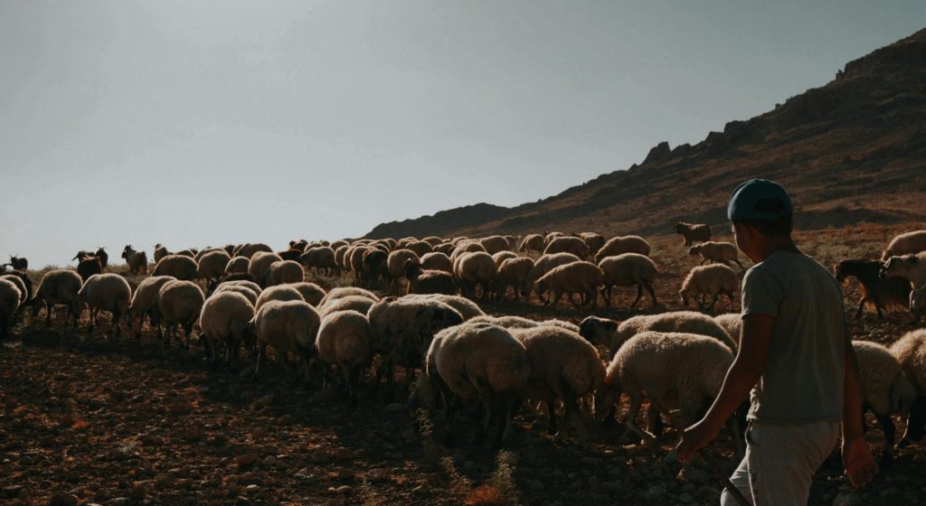 Συνολικά 5 κρούσματα αφθώδους πυρετού σε 7 εκτροφές - Μόλις δυο στρατιωτικοί κτηνίατροι στη Λέσβο • Έλληνας Αγρότης