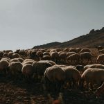 Συνολικά 5 κρούσματα αφθώδους πυρετού σε 7 εκτροφές - Μόλις δυο στρατιωτικοί κτηνίατροι στη Λέσβο • Έλληνας Αγρότης