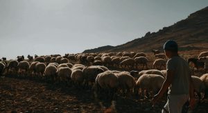 Συνολικά 5 κρούσματα αφθώδους πυρετού σε 7 εκτροφές - Μόλις δυο στρατιωτικοί κτηνίατροι στη Λέσβο • Έλληνας Αγρότης