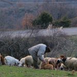 Δηλώσεις 7.427 περισσότερων αιγοπροβάτων και ζώα χωρίς ενώτια αποκάλυψε έφοδος της ΕΛ.ΑΣ. - Τρεις συλλήψεις • Έλληνας Αγρότης