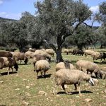 Λέσβος: Επιβεβαιώθηκε και τέταρτο κρούσμα αφθώδους πυρετού