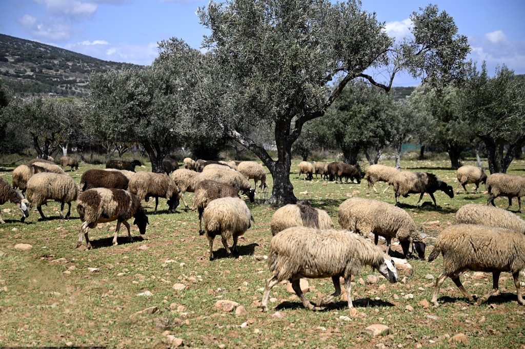 Λέσβος: Επιβεβαιώθηκε και τέταρτο κρούσμα αφθώδους πυρετού