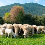 Καλπάζει ο αφθώδης πυρετός στη Λέσβο, σε αναβρασμό οι κτηνοτρόφοι - Τυροκόμος