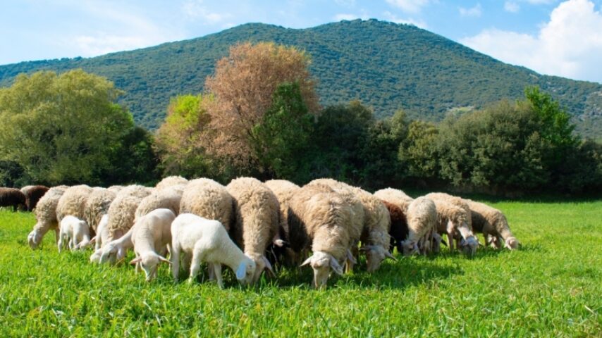 Καλπάζει ο αφθώδης πυρετός στη Λέσβο, σε αναβρασμό οι κτηνοτρόφοι - Τυροκόμος