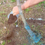 Κάνει τη διαφορά στην καλλιέργεια της ακτινιδιάς η οργανική λίπανση