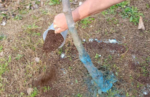 Κάνει τη διαφορά στην καλλιέργεια της ακτινιδιάς η οργανική λίπανση
