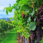 Άδειες για νέα αμπελώνες νέας φύτευσης το 2026 (Έγγραφο) • Έλληνας Αγρότης