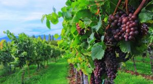 Άδειες για νέα αμπελώνες νέας φύτευσης το 2026 (Έγγραφο) • Έλληνας Αγρότης