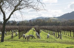 Οικοσύστημα σε αυτάρκεια χτίζει η αναγεννητική γεωργία στον αμπελώνα
