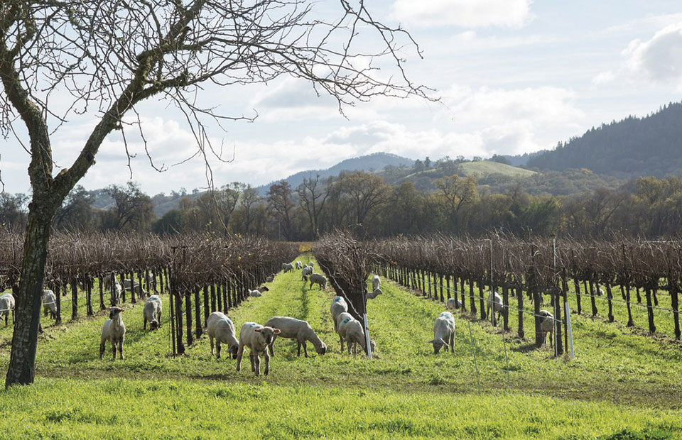 Οικοσύστημα σε αυτάρκεια χτίζει η αναγεννητική γεωργία στον αμπελώνα
