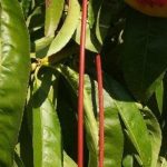 Νέες προθεσμίες για τo «Κομφούζιο» το 2026