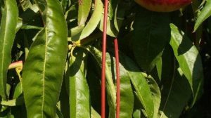 Νέες προθεσμίες για τo «Κομφούζιο» το 2026