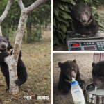 Λάος: Δύο μωρά αρκουδάκια σώθηκαν από το παράνομο εμπόριο άγριας ζωής