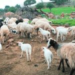 amnoerifia-konta-sta-850-evro-kilo-me-anodo-eos-10-evro-kilo-prin-to-pascha-217794