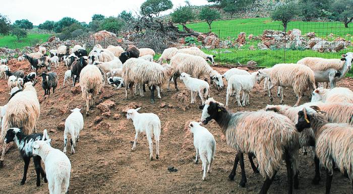 amnoerifia-konta-sta-850-evro-kilo-me-anodo-eos-10-evro-kilo-prin-to-pascha-217794