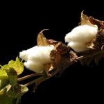 Η διεθνής αγορά βαμβακιού αλλάζει τόνο, μικρή άνοδος τιμών αλλά χωρίς ακόμη πραγματική ανάσα για τους παραγωγούς