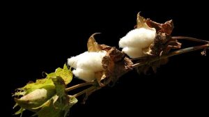 Η διεθνής αγορά βαμβακιού αλλάζει τόνο, μικρή άνοδος τιμών αλλά χωρίς ακόμη πραγματική ανάσα για τους παραγωγούς