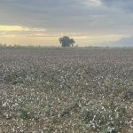 «Συγνώμη λάθος» από το ΥΠΑΑΤ σε Βοιωτούς αγρότες για τα πρόστιμα - Τι γίνεται με εκκρεμότητες προηγούμενων ετών • Έλληνας Αγρότης