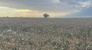 «Συγνώμη λάθος» από το ΥΠΑΑΤ σε Βοιωτούς αγρότες για τα πρόστιμα - Τι γίνεται με εκκρεμότητες προηγούμενων ετών • Έλληνας Αγρότης