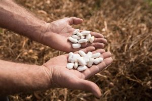 «Καλλιέργεια φασολιού και κλιματική αλλαγή στην Πρέσπα»: Ενημερωτική συνάντηση και συζήτηση με τους αγρότες της περιοχής