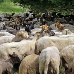 Ευλογιά αιγοπροβάτων και αφθώδης πυρετός μια προαναγγελθείσα καταστροφή λέει το ΓΕΩΤΕΕ