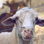 Νέα μέτρα και περιορισμοί στις μετακινήσεις αιγοπροβάτων λόγω ευλογιάς