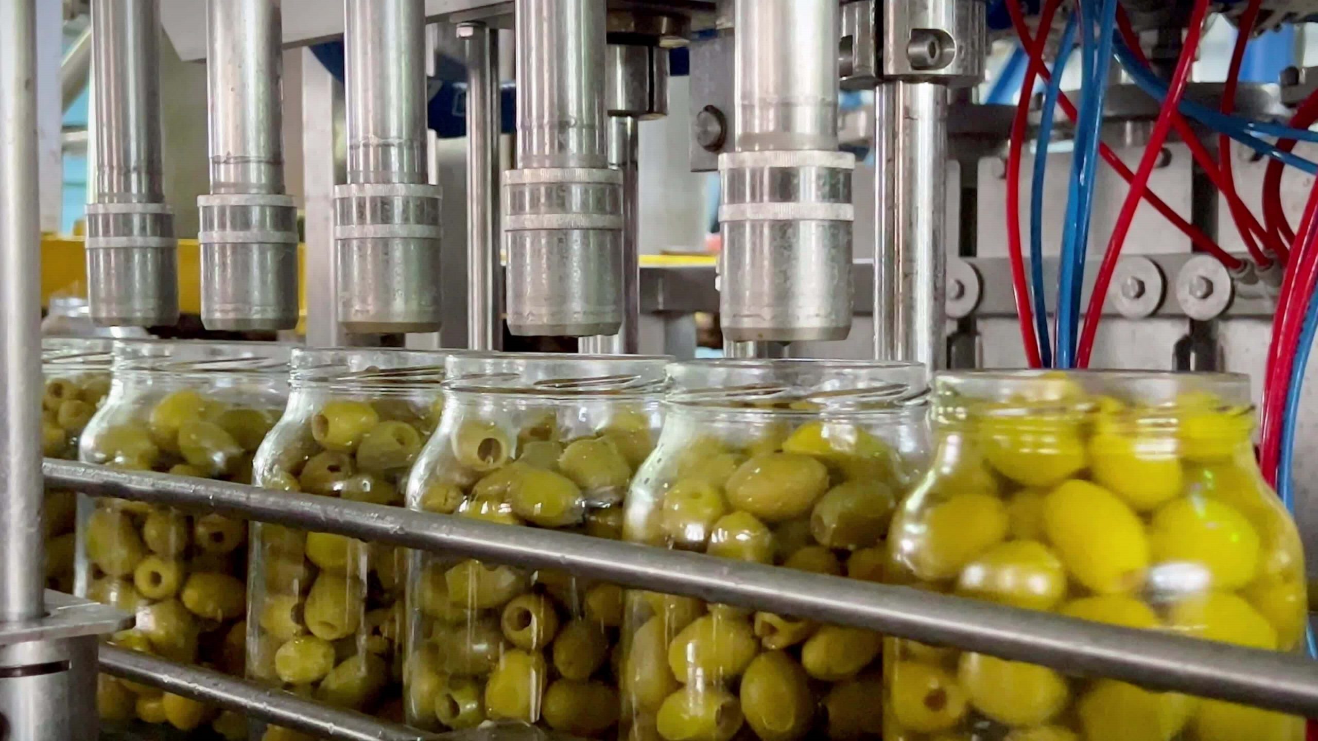 Χωρίς δασμούς ελληνικές εξαγωγές επιτραπέζιας ελιάς στην Ινδία