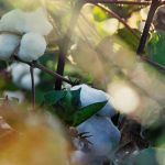 Σε σταθερό έδαφος παραμένει η παγκόσμια αγορά βαμβακιού